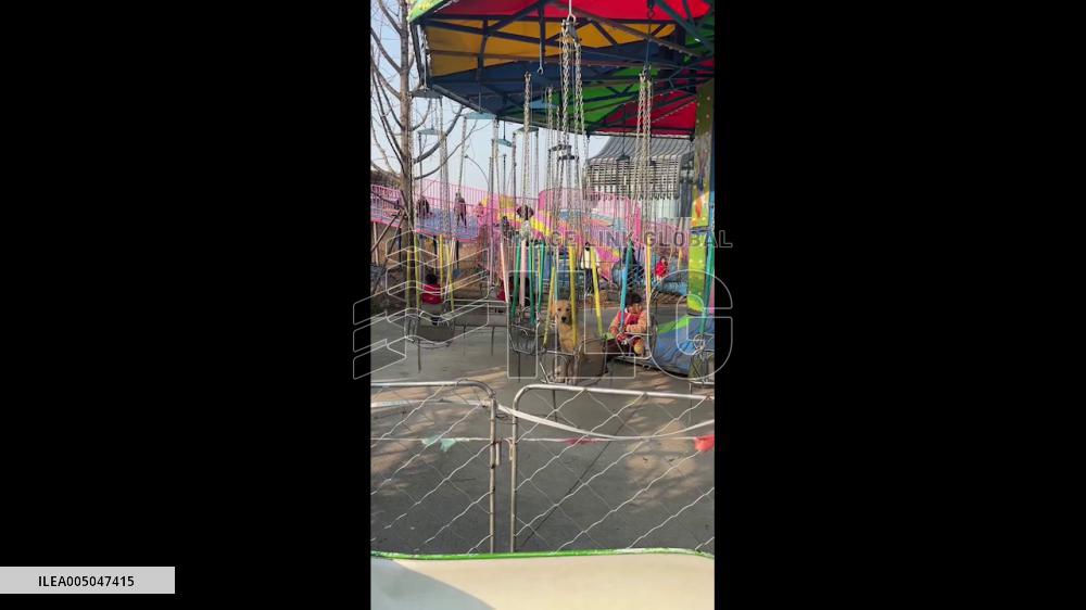 China: Dog Rides Rotating Swing at Amusement Park