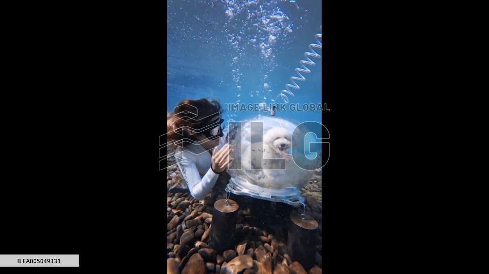 China Dog Enjoys Underwater Scenery Inside Small Diving Capsule