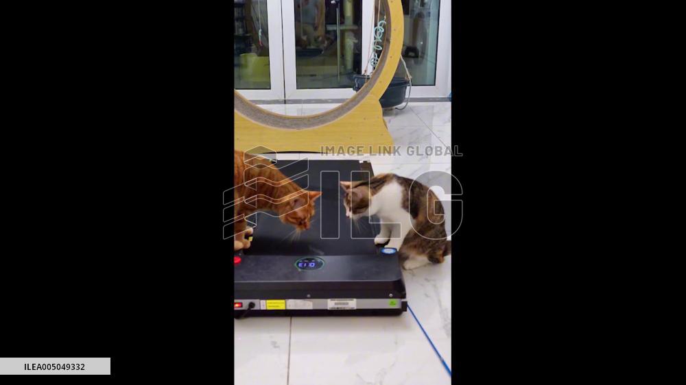 China: Group of Cats Takes Turns Running on Moving Treadmill