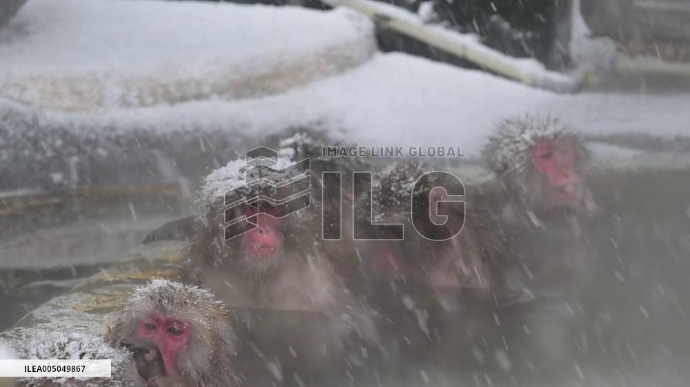 Japanese monkeys in hot spring