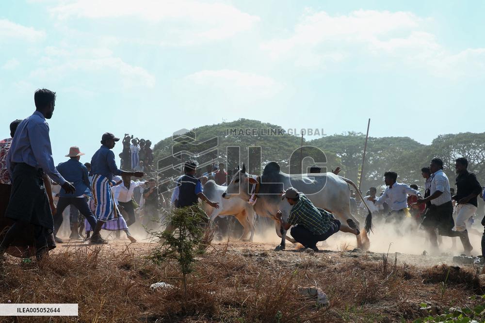 Traditional Bull-taming Festival - Myanmar