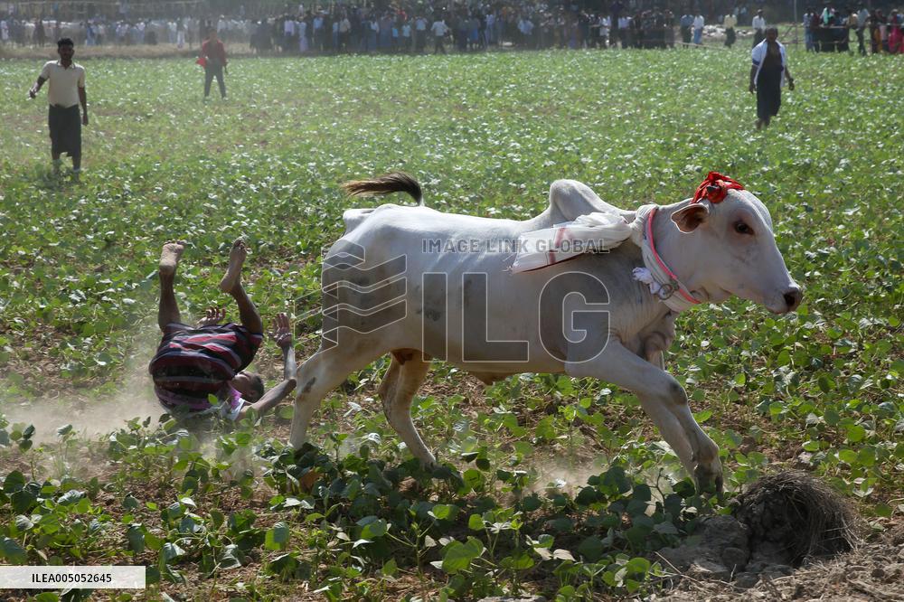 Traditional Bull-taming Festival - Myanmar