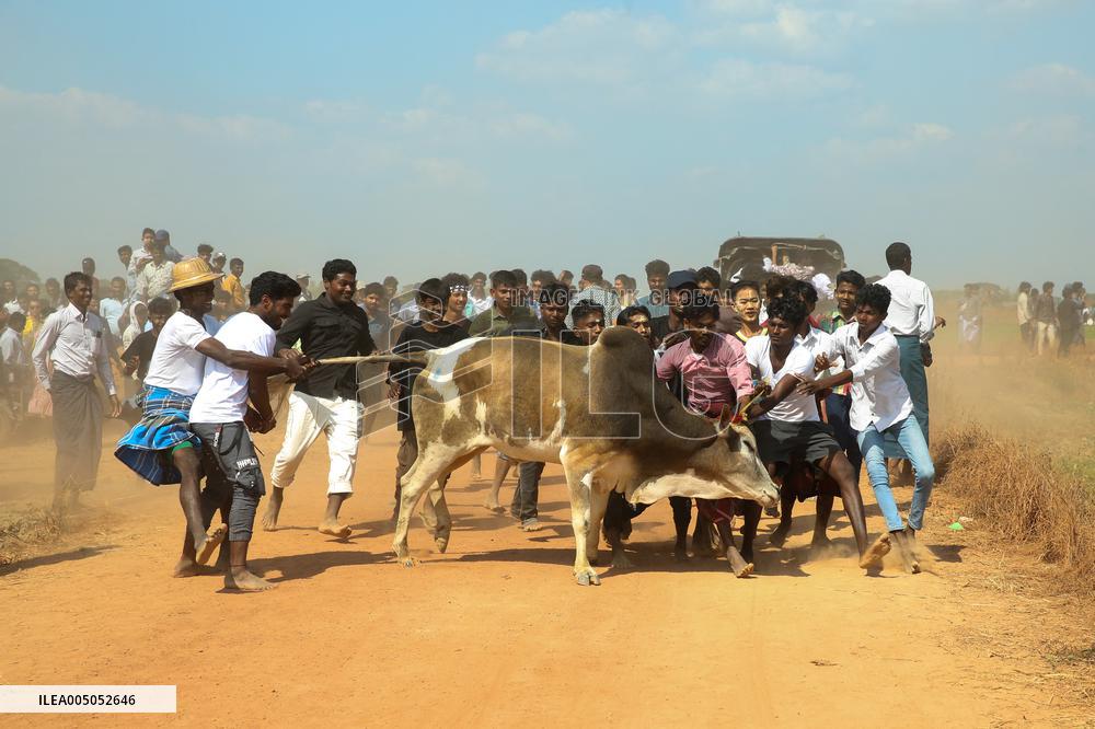 Traditional Bull-taming Festival - Myanmar