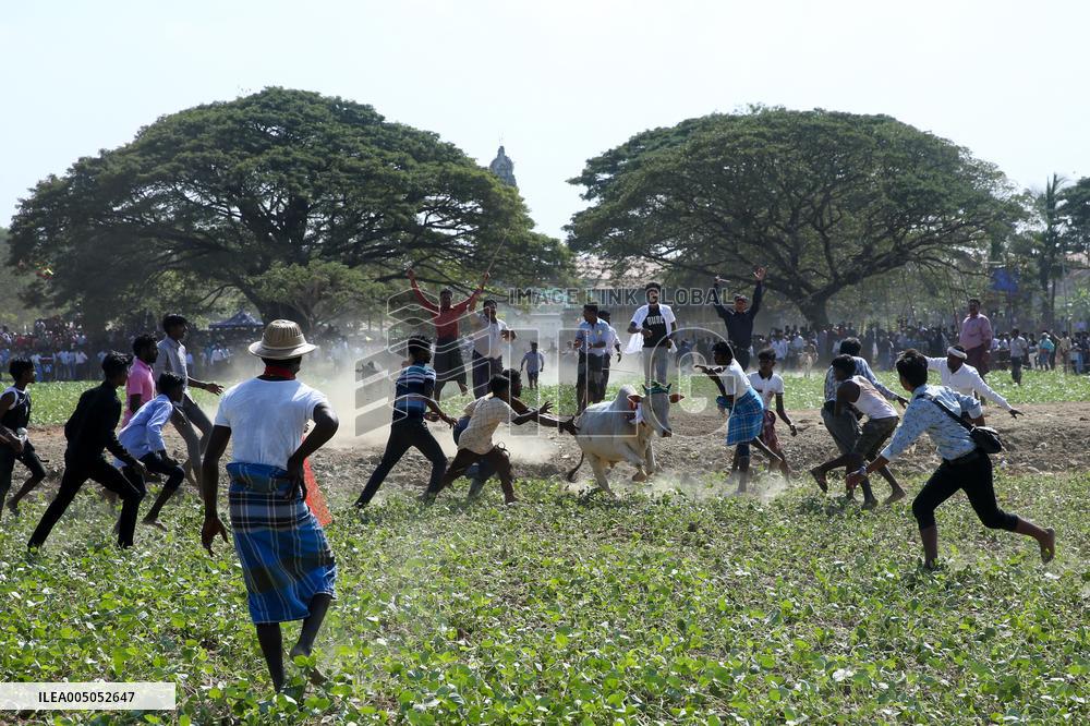 Traditional Bull-taming Festival - Myanmar
