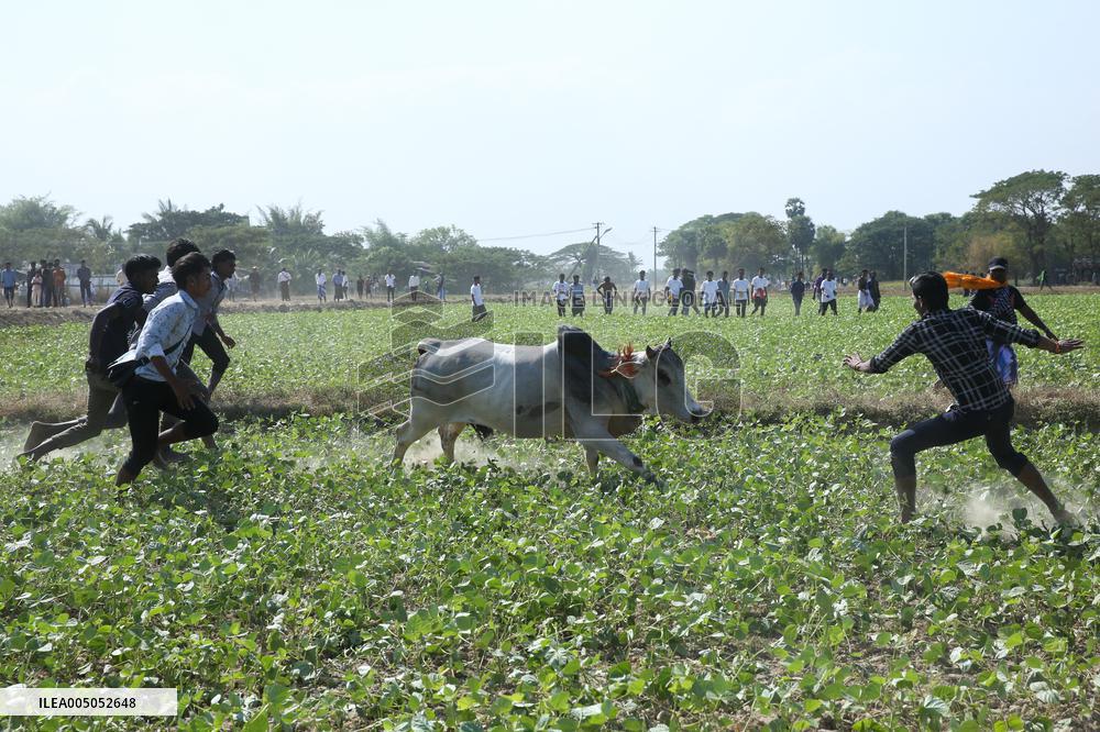 Traditional Bull-taming Festival - Myanmar