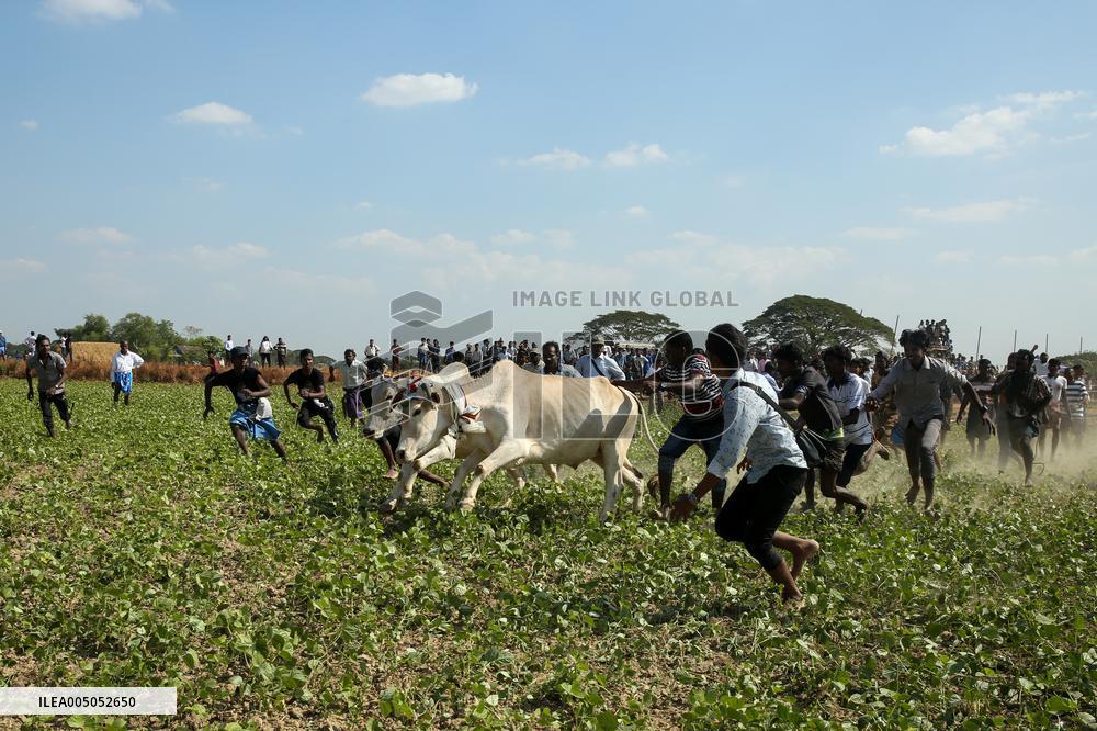 Traditional Bull-taming Festival - Myanmar