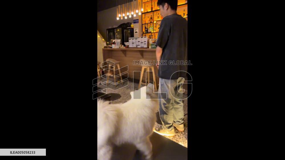 China: Large Dog Demands Piggyback Ride During Man’s Work Shift