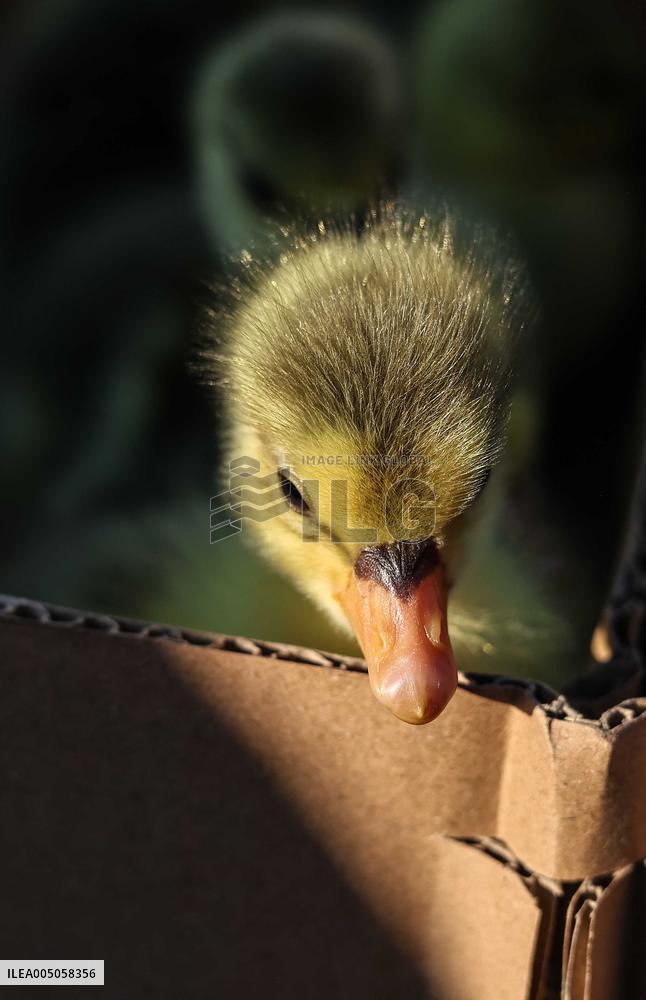 Living Heritage of Commerce in Ancient City - Iraq