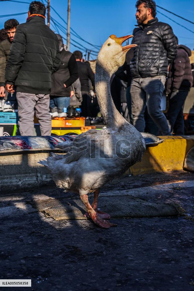 Living Heritage of Commerce in Ancient City - Iraq