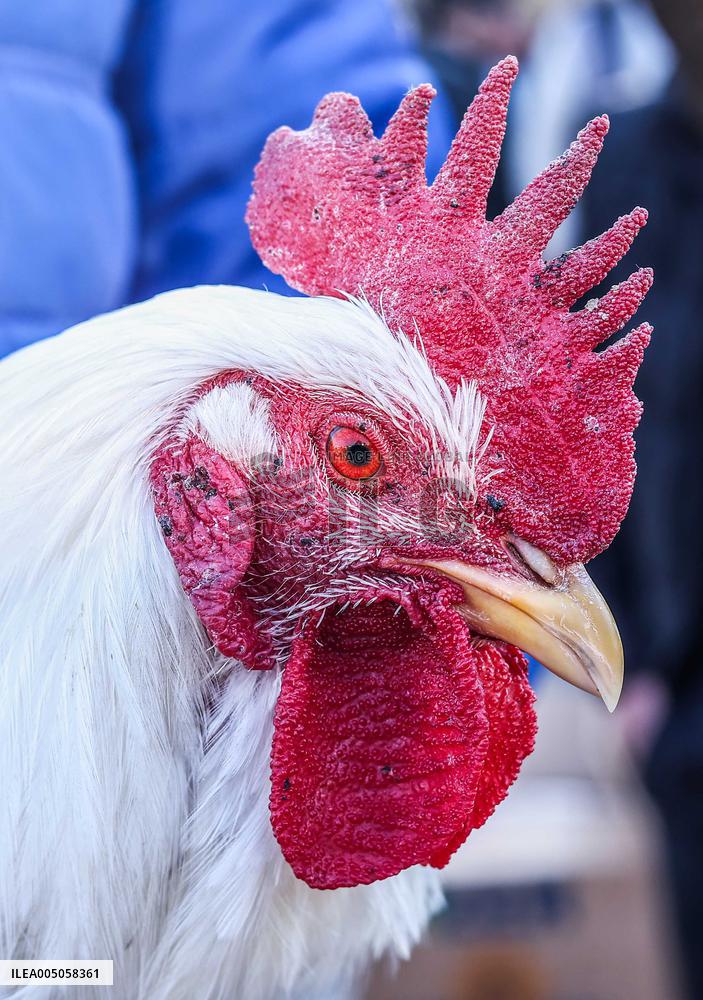 Living Heritage of Commerce in Ancient City - Iraq