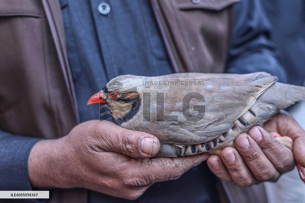 Living Heritage of Commerce in Ancient City - Iraq