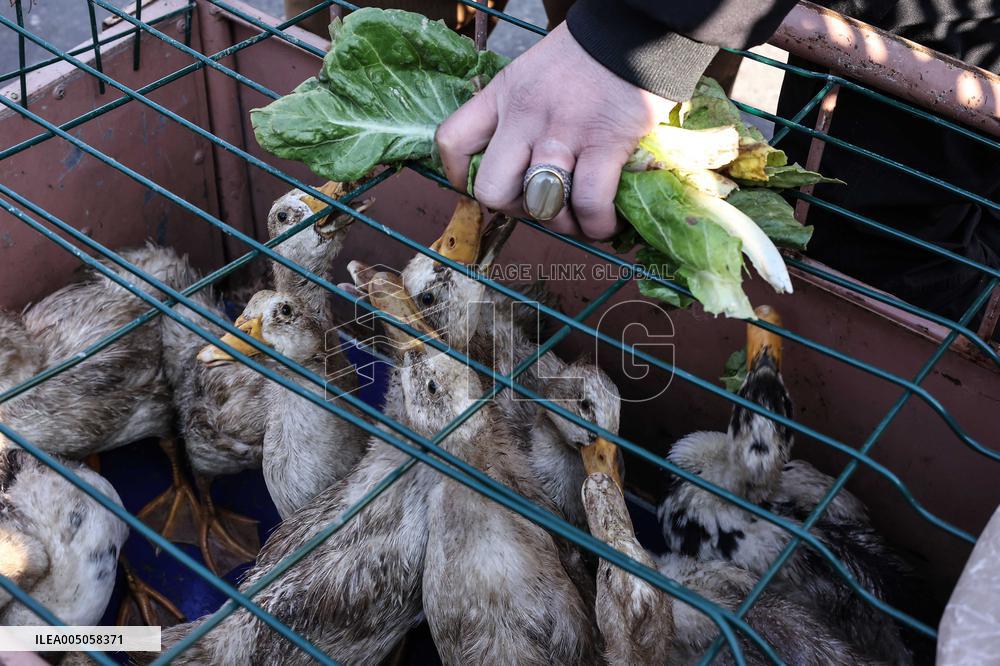 Living Heritage of Commerce in Ancient City - Iraq