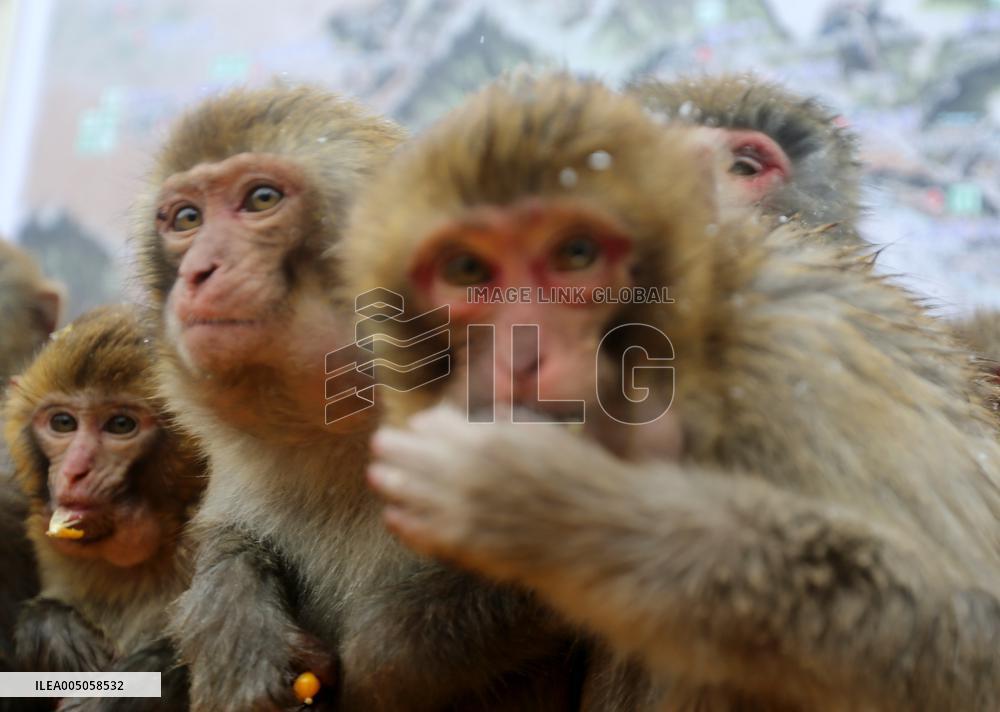 Monkeys Huddle Together in Low Temperatures