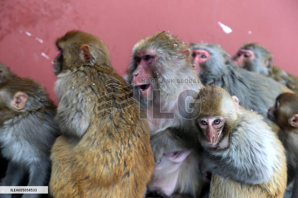 Monkeys Huddle Together in Low Temperatures