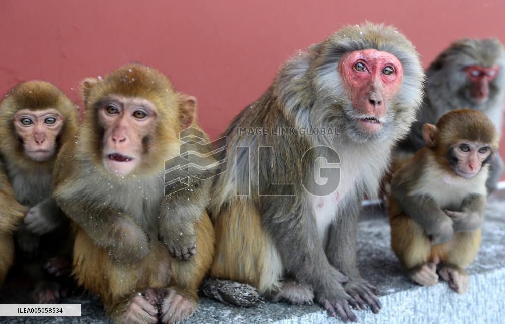Monkeys Huddle Together in Low Temperatures