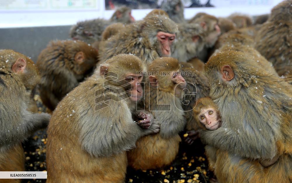 Monkeys Huddle Together in Low Temperatures