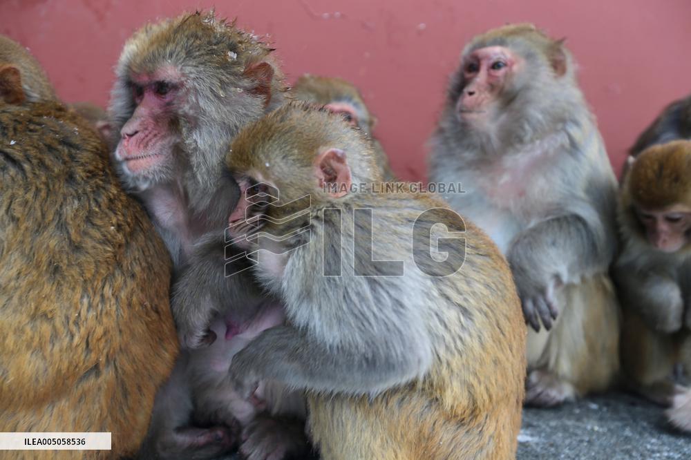 Monkeys Huddle Together in Low Temperatures