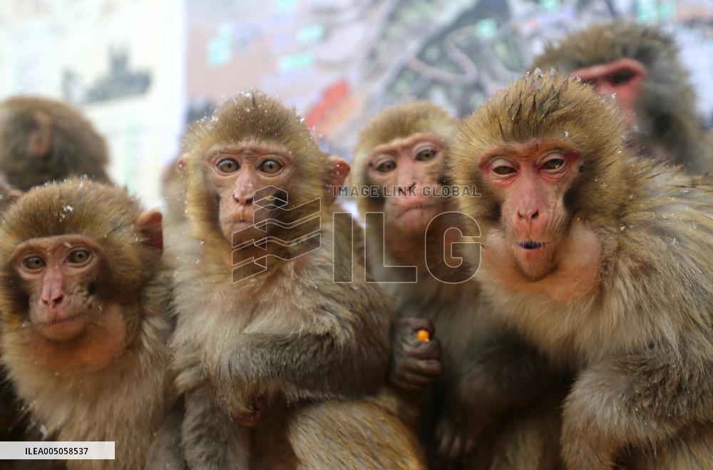 Monkeys Huddle Together in Low Temperatures