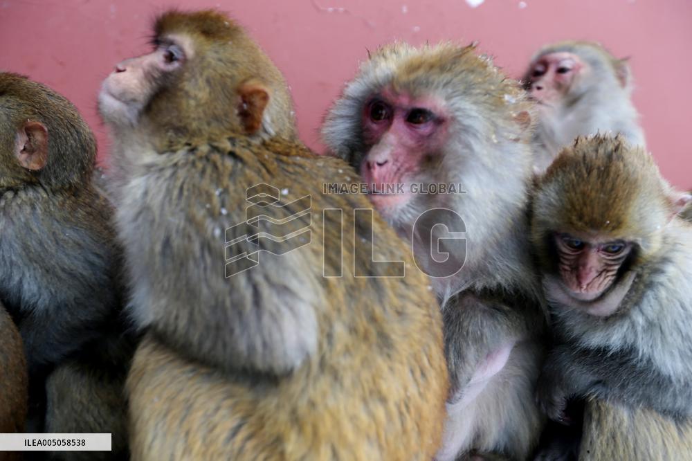 Monkeys Huddle Together in Low Temperatures