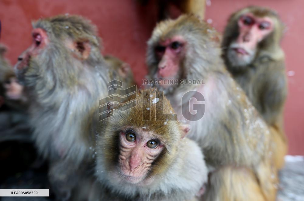 Monkeys Huddle Together in Low Temperatures