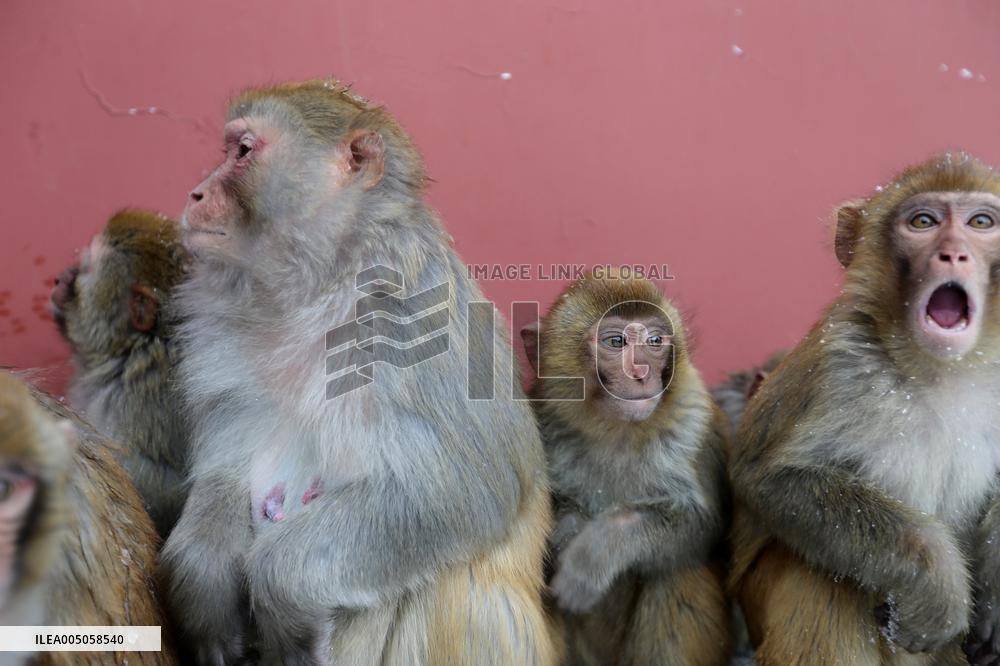 Monkeys Huddle Together in Low Temperatures