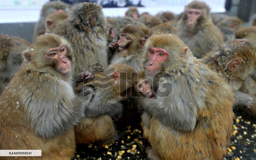 Monkeys Huddle Together in Low Temperatures