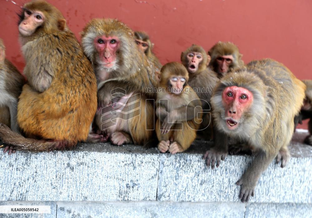 Monkeys Huddle Together in Low Temperatures