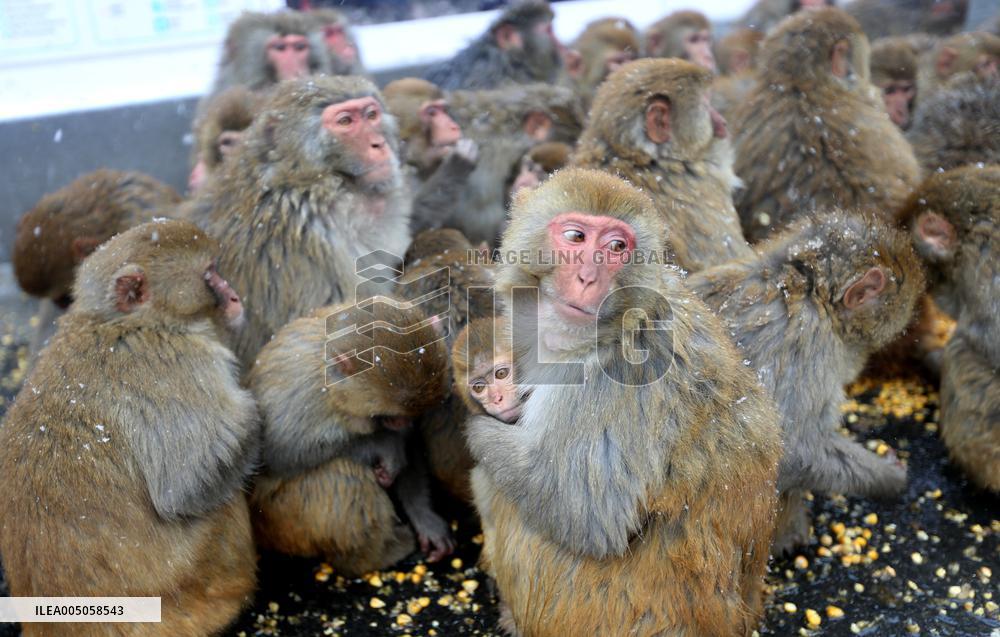 Monkeys Huddle Together in Low Temperatures