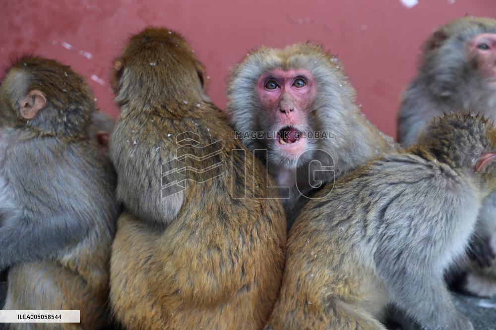 Monkeys Huddle Together in Low Temperatures
