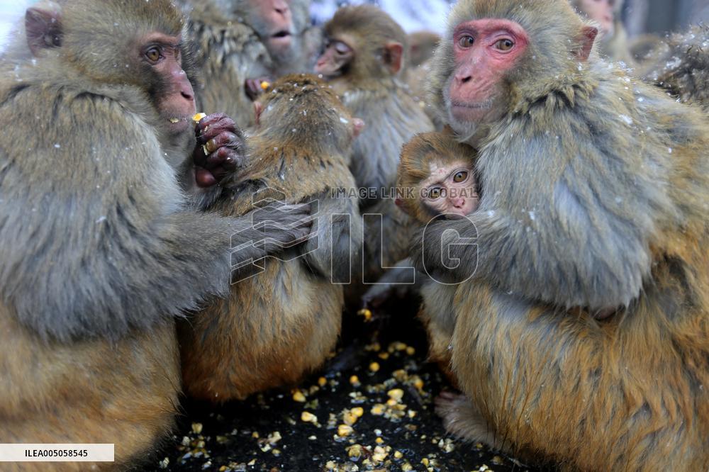 Monkeys Huddle Together in Low Temperatures