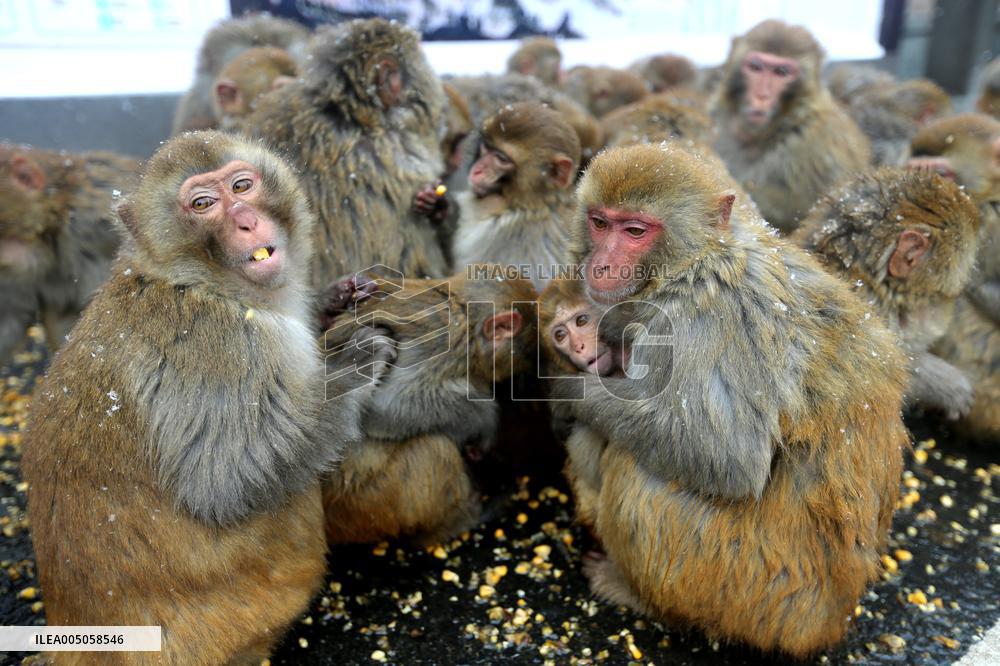 Monkeys Huddle Together in Low Temperatures