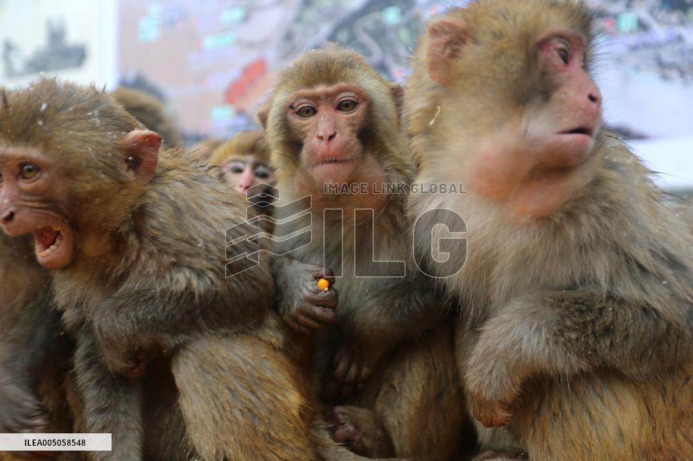 Monkeys Huddle Together in Low Temperatures