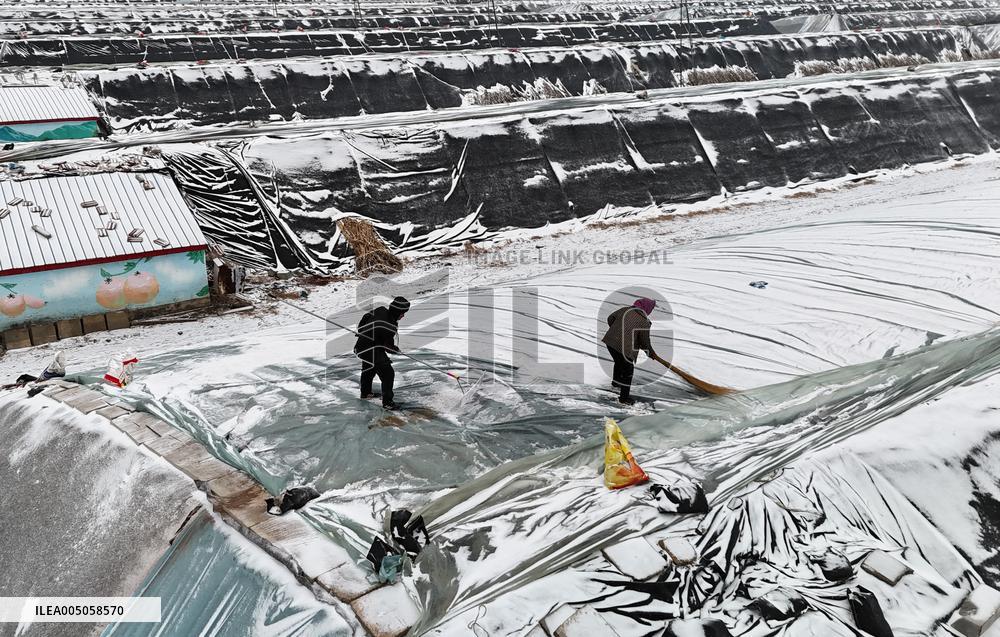 Agriculture Under Cold Wave