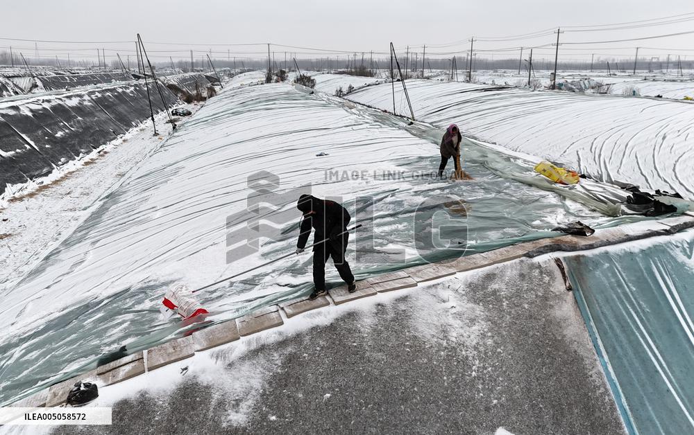 Agriculture Under Cold Wave