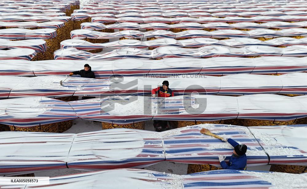 Agriculture Under Cold Wave