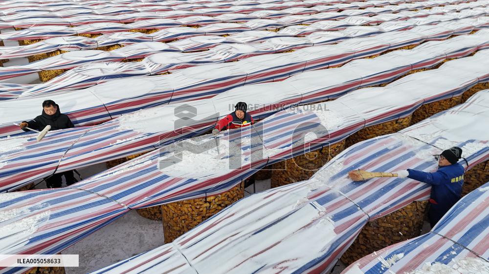 Agriculture Under Cold Wave