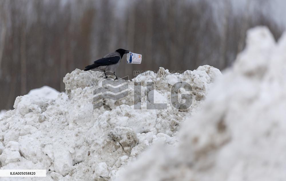 Winter in Estonia