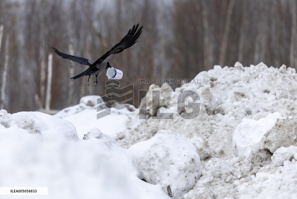 Winter in Estonia
