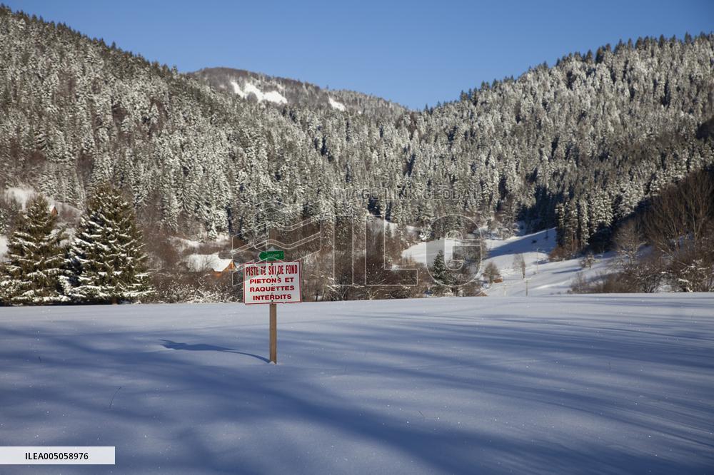 Illustration - Chartreuse