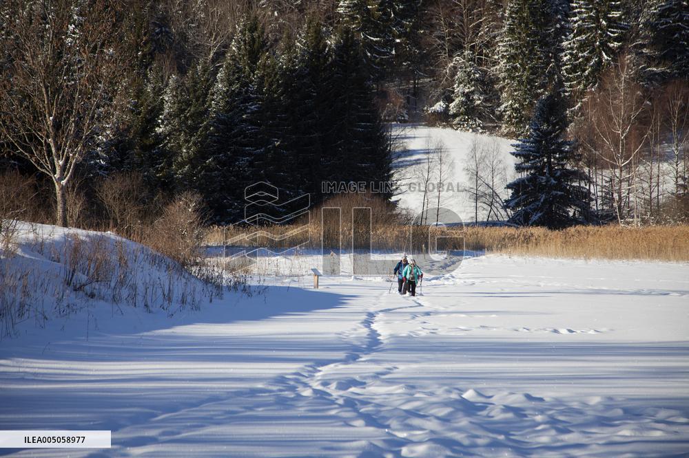 Illustration - Chartreuse