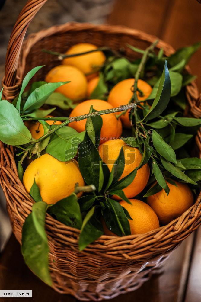 Celebration of The Feast of Saint Anthony Abbot - Corsica