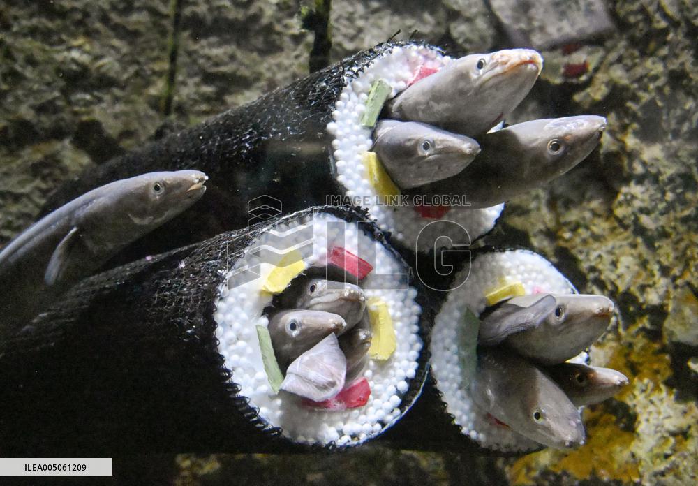Conger eels at northeastern Japan aquarium
