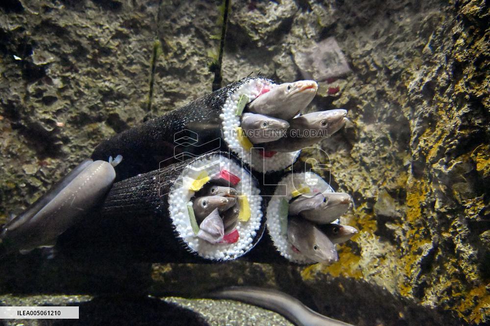 Conger eels at northeastern Japan aquarium