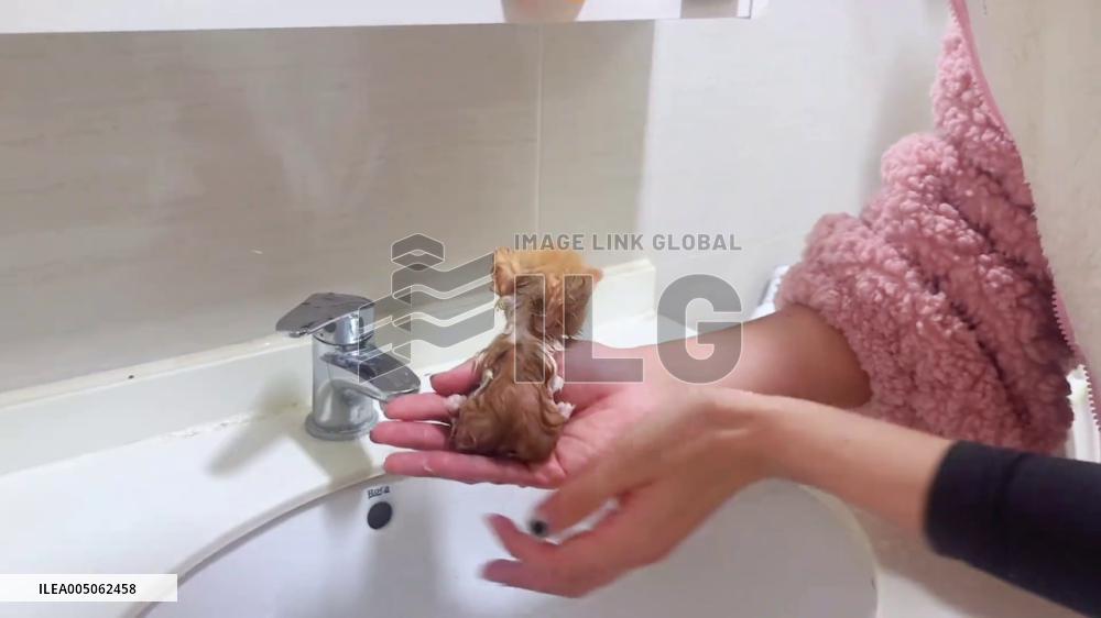 China: Tiny Newborn Kitten Resembles Fuzzy Chick While Being Washed