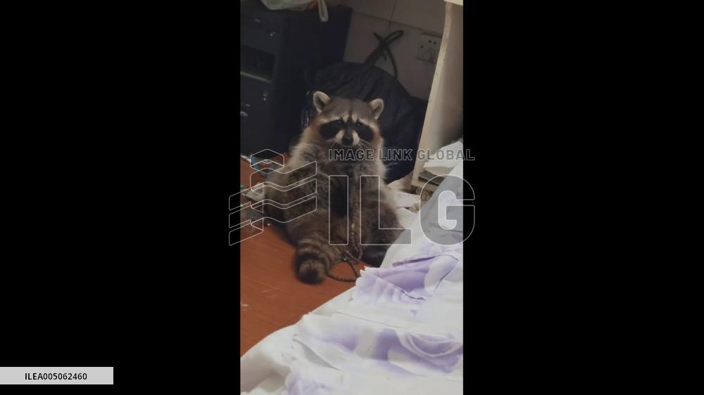 China: Raccoon Sits Cross-Legged While Playing With Prayer Beads