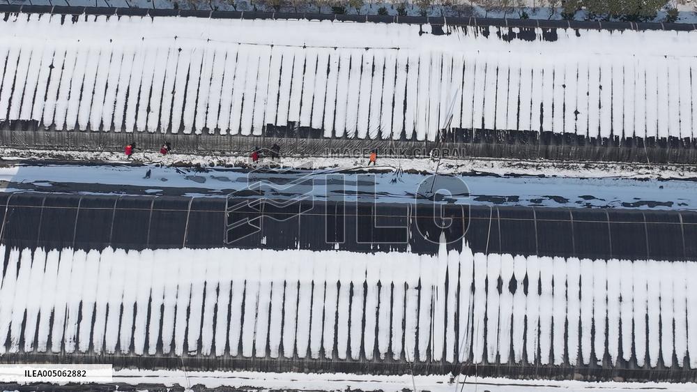 Blueberry Planting Base