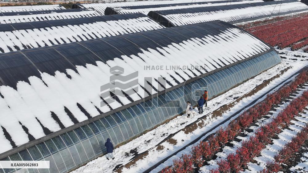 Blueberry Planting Base