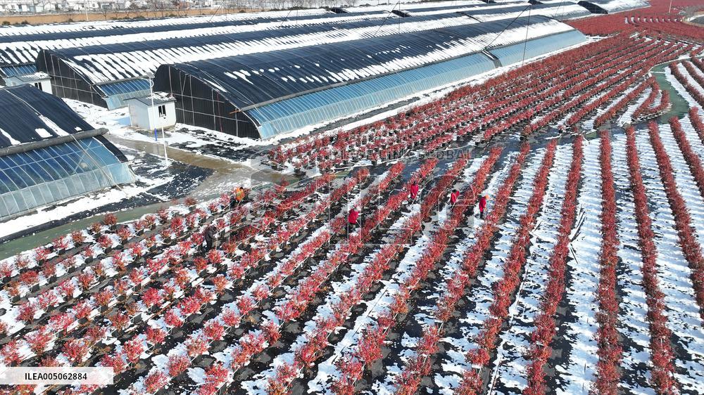 Blueberry Planting Base