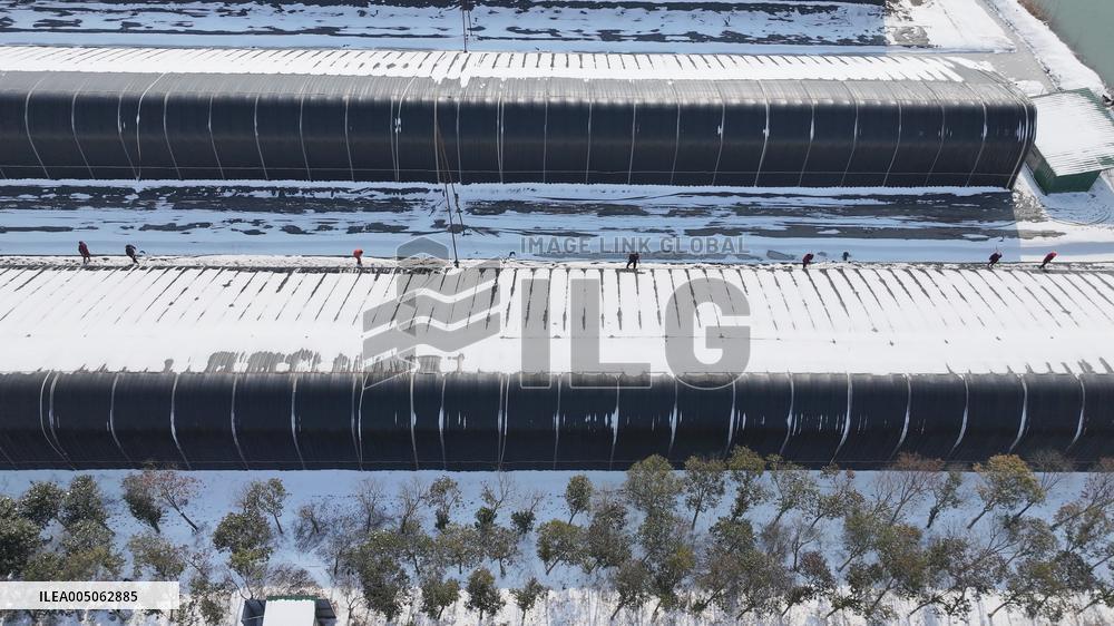 Blueberry Planting Base