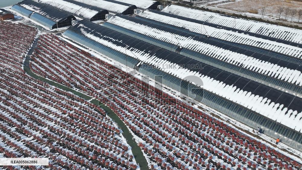 Blueberry Planting Base